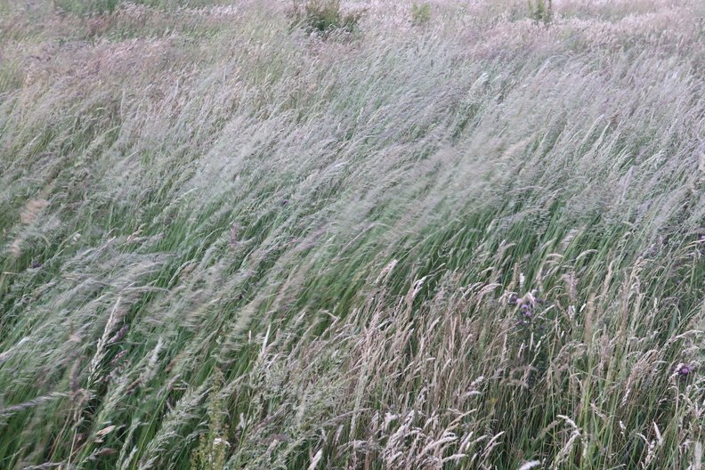 Nature Grass Dry 001