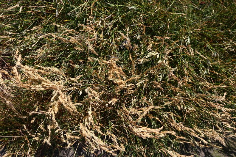 Nature Grass Dry 003