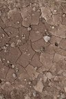 Soil Cracked 018