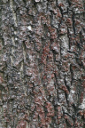 Nature Tree Trunk 063