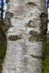 Nature Tree Trunk 066