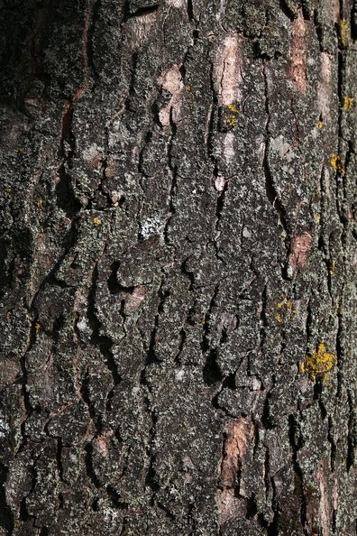 Nature Tree Trunk 060