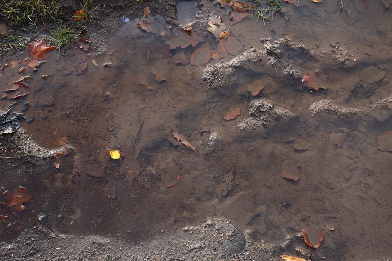 Water_Puddle_028.JPG
