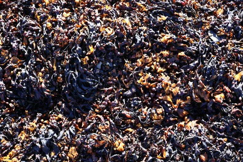 Sea Seaweed 021