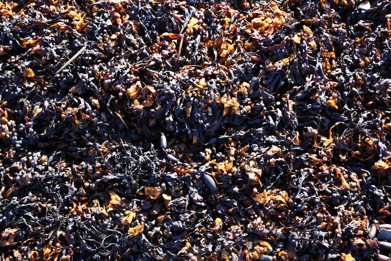 Sea Seaweed 022
