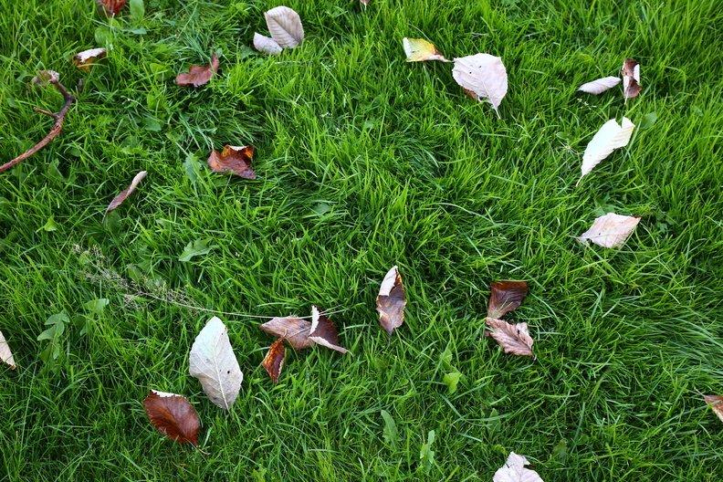 Ground Leaves 005