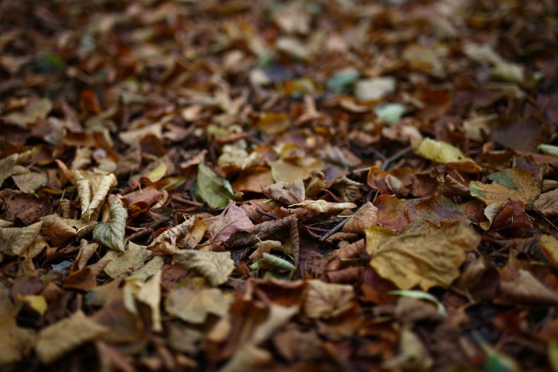 Ground Leaves 013