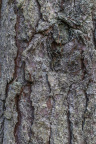 Nature Tree Trunk 068