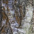 Nature Tree Trunk 069