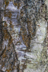 Nature Tree Trunk 069