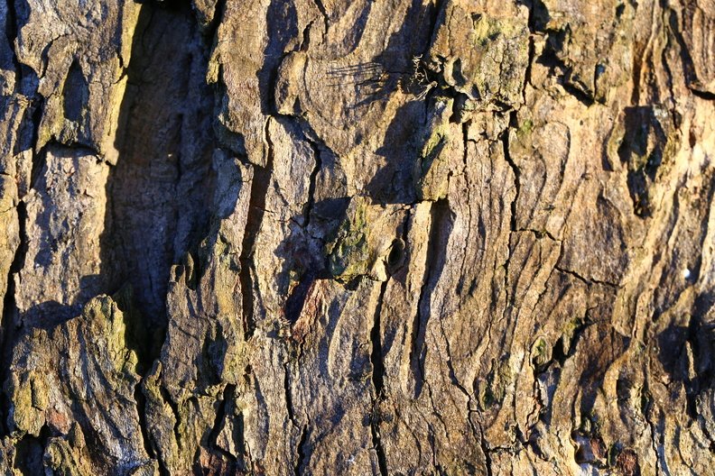 Nature Tree Trunk 091