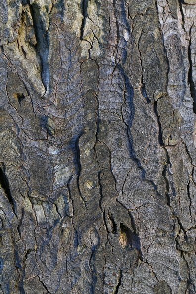 Nature Tree Trunk 092
