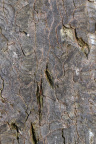 Nature Tree Trunk 093