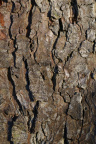 Nature Tree Trunk 098