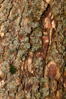 Nature Tree Trunk 099