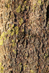 Nature Tree Trunk 100