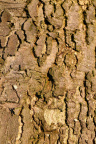 Nature Tree Trunk 102