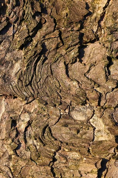 Nature Tree Trunk 103