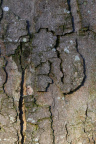 Nature Tree Trunk 106