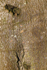 Nature Tree Trunk 108