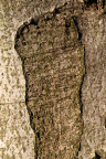 Nature Tree Trunk 109
