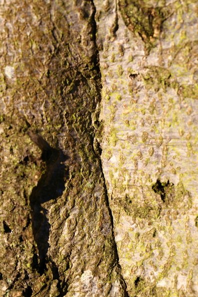Nature Tree Trunk 110