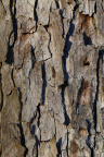 Nature Tree Trunk 111