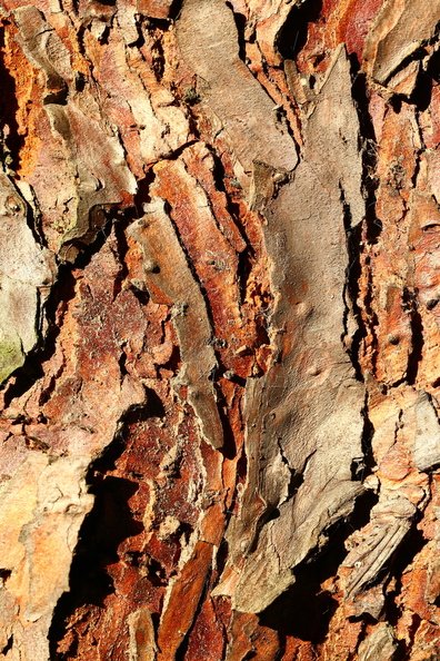 Nature Tree Trunk 114