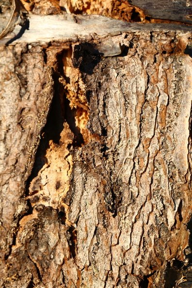 Nature Tree Trunk 077