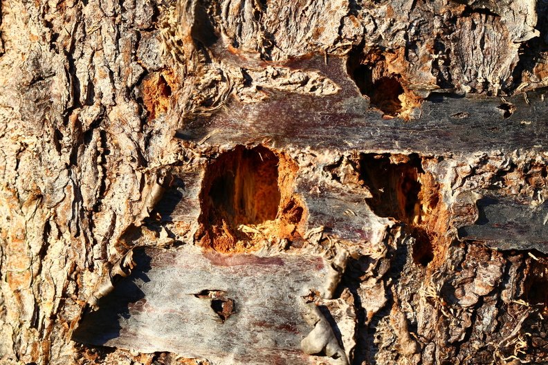 Nature Tree Trunk 078
