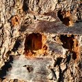 Nature Tree Trunk 078
