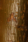 Nature Tree Trunk 079