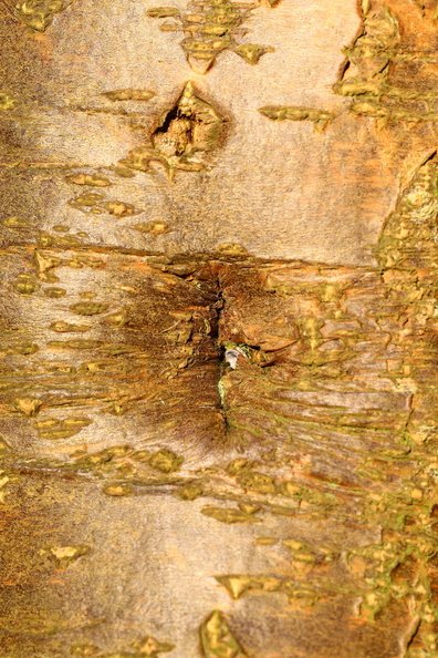Nature Tree Trunk 080