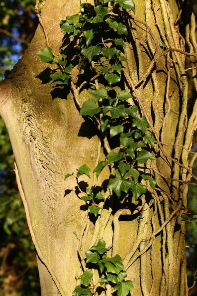 Nature Tree Trunk 082