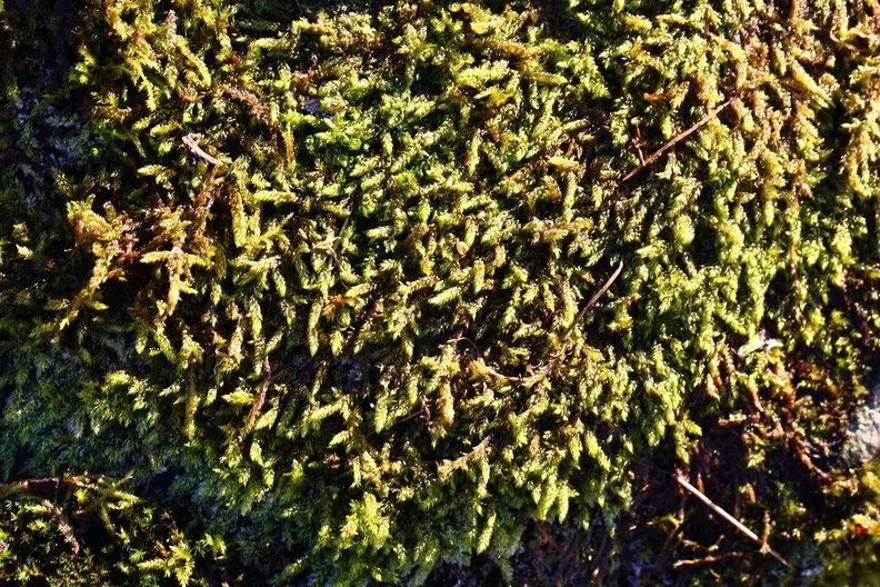 Nature Moss 032