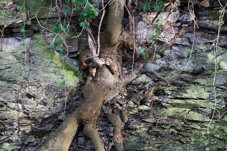 Nature Tree Roots 028