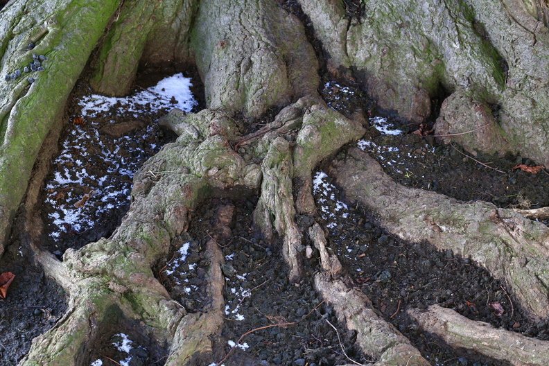 Nature Tree Roots 015