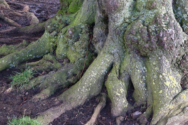 Nature_Tree_Roots_018.jpg