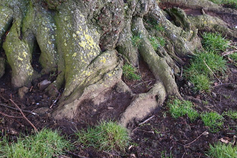 Nature_Tree_Roots_019.jpg