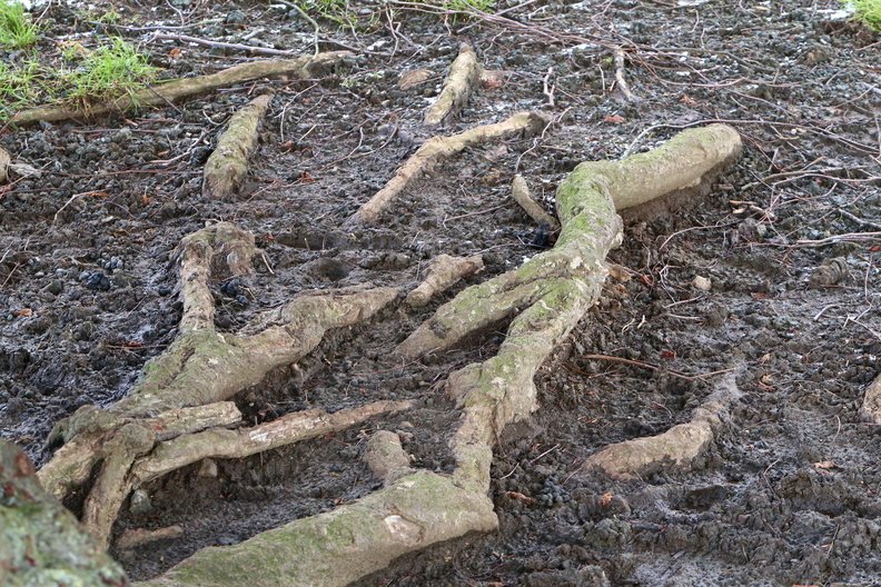 Nature Tree Roots 022