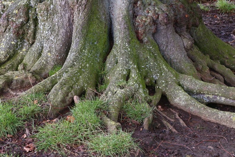 Nature Tree Roots 023