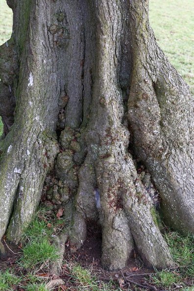 Nature_Tree_Roots_026.JPG