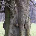 Nature Tree Trunk 225
