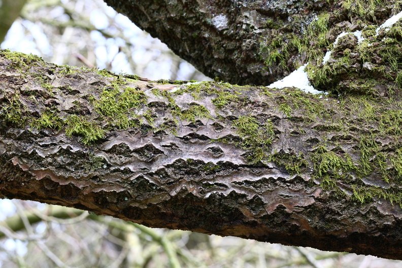 Nature Tree Trunk 227
