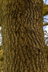 Nature Tree Trunk 229
