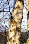 Nature Tree Trunk 121