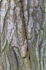 Nature Tree Trunk 122