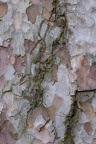 Nature Tree Trunk 124
