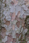 Nature Tree Trunk 125