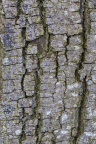 Nature Tree Trunk 127